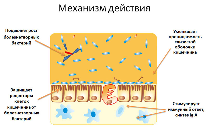 Пробиотики для детей — микрофлора с полезными бактериями