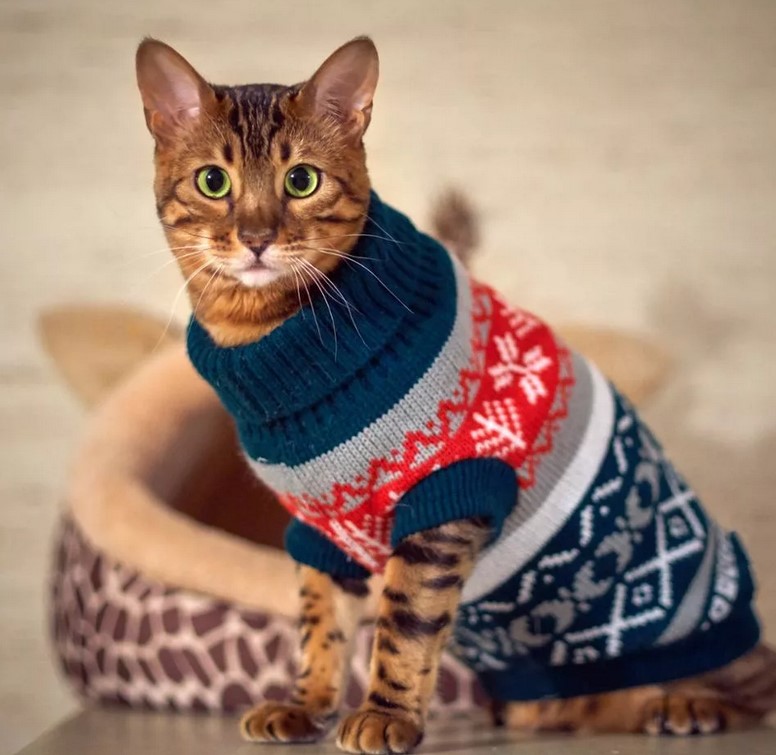 В чём особенность одежды для котов и кошек