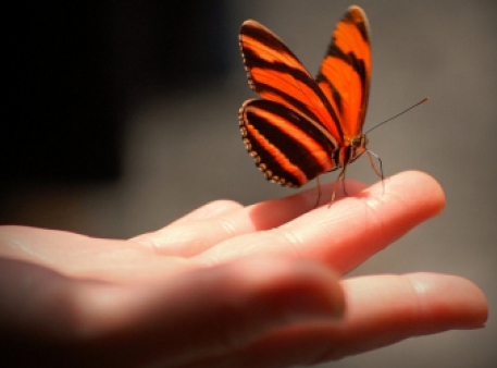 Чему мы можем научиться у бабочки